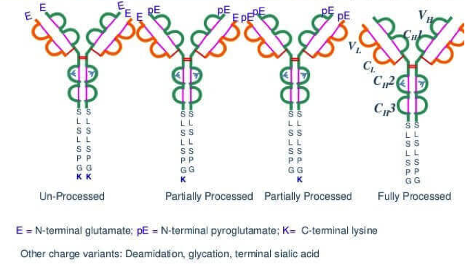 Antibody C-terminal Variations.png